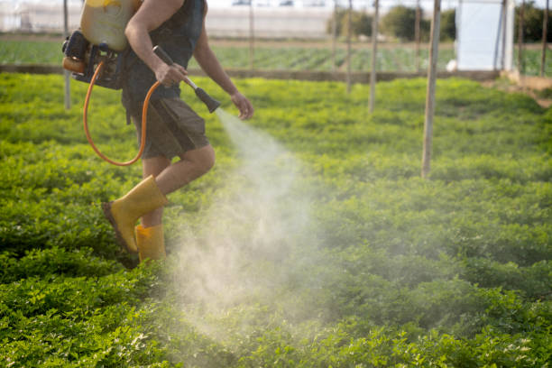 Best Mosquito Control Services  in Bellwood, PA